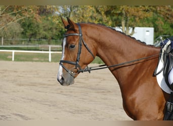 Trakehner, Ruin, 4 Jaar, 169 cm, Bruin