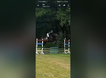 Trakehner, Ruin, 4 Jaar, 169 cm, Donkerbruin