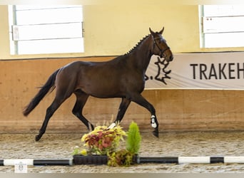 Trakehner, Ruin, 4 Jaar, 169 cm, Donkerbruin