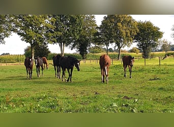 Trakehner, Ruin, 4 Jaar, 170 cm