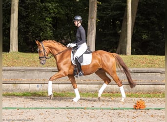 Trakehner, Ruin, 4 Jaar, 170 cm, Vos