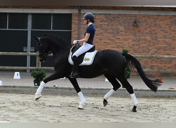 Trakehner, Ruin, 4 Jaar, 171 cm, Zwart