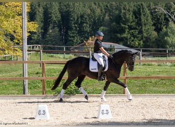 Trakehner, Ruin, 4 Jaar, 171 cm, Zwart