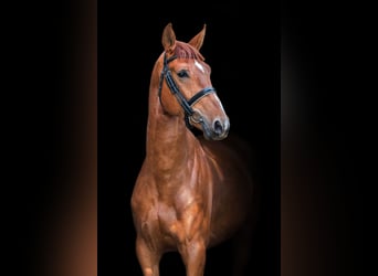 Trakehner, Ruin, 4 Jaar, 172 cm, Roodvos