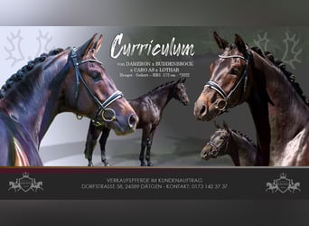 Trakehner, Ruin, 4 Jaar, 172 cm, Zwartbruin