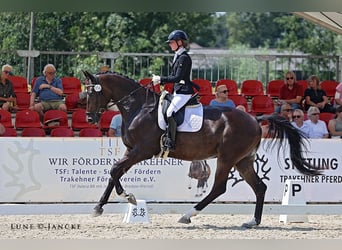 Trakehner, Wallach, 4 Jahre, 175 cm, Brauner