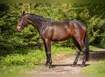 Trakehner, Ruin, 4 Jaar, 175 cm, Donkerbruin