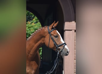 Trakehner, Ruin, 4 Jaar, 175 cm, Vos