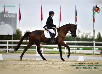 Trakehner, Ruin, 4 Jaar, 175 cm, Zwart