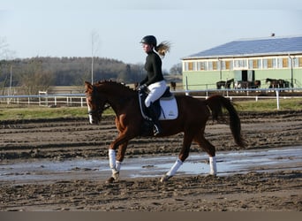 Trakehner, Ruin, 5 Jaar, 155 cm, Vos