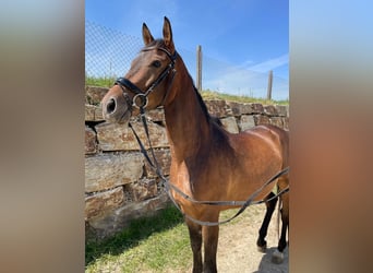 Trakehner, Ruin, 5 Jaar, 160 cm, Bruin