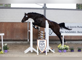 Trakehner, Ruin, 5 Jaar, 164 cm, Bruin