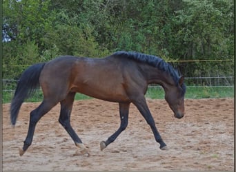 Trakehner, Ruin, 5 Jaar, 164 cm, Bruin