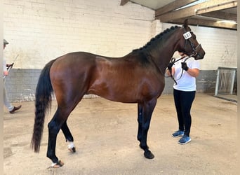 Trakehner, Ruin, 5 Jaar, 164 cm, Bruin