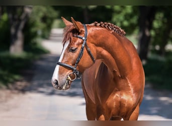 Trakehner, Ruin, 5 Jaar, 164 cm, Roodvos