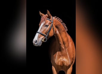 Trakehner, Ruin, 5 Jaar, 164 cm, Roodvos