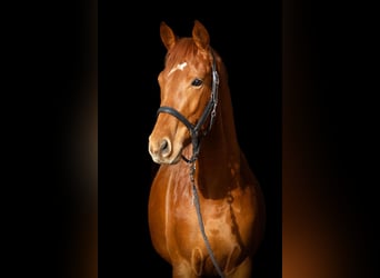 Trakehner, Ruin, 5 Jaar, 164 cm, Vos