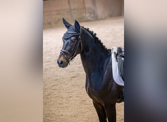 Trakehner, Ruin, 5 Jaar, 164 cm, Zwartbruin