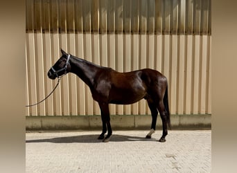 Trakehner, Ruin, 5 Jaar, 165 cm, Zwartbruin