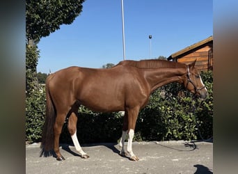 Trakehner, Ruin, 5 Jaar, 166 cm, Vos