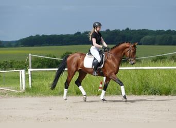 Trakehner, Ruin, 5 Jaar, 167 cm, Bruin