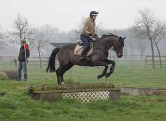 Trakehner, Ruin, 5 Jaar, 167 cm, Donkerbruin