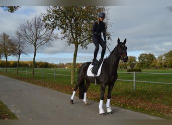 Trakehner, Ruin, 5 Jaar, 167 cm, Donkerbruin