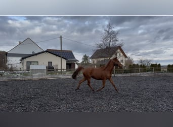 Trakehner, Ruin, 5 Jaar, 167 cm, Vos