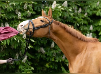Trakehner, Ruin, 5 Jaar, 167 cm, Vos