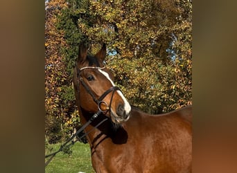 Trakehner, Ruin, 5 Jaar, 168 cm, Bruin