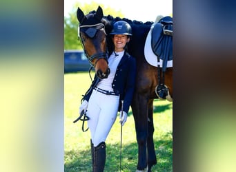 Trakehner, Ruin, 5 Jaar, 168 cm, Donkerbruin