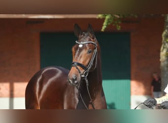 Trakehner, Ruin, 5 Jaar, 168 cm, Donkerbruin