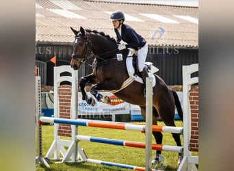 Trakehner, Ruin, 5 Jaar, 168 cm, Donkerbruin
