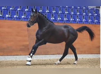 Trakehner, Ruin, 5 Jaar, 168 cm, Donkerbruin