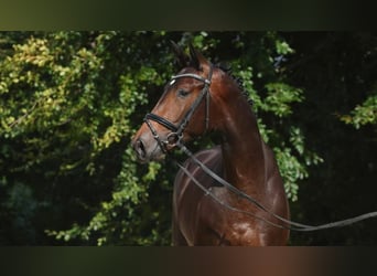 Trakehner, Ruin, 5 Jaar, 168 cm, Donkerbruin