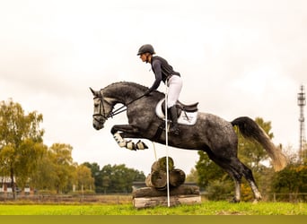 Trakehner, Ruin, 5 Jaar, 168 cm, Schimmel