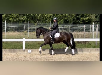 Trakehner, Ruin, 5 Jaar, 168 cm, Zwartbruin