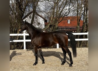 Trakehner, Ruin, 5 Jaar, 169 cm, Bruin