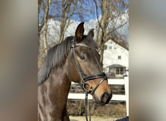 Trakehner, Ruin, 5 Jaar, 169 cm, Bruin