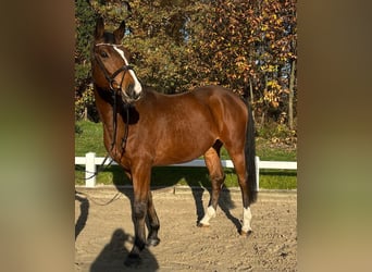Trakehner, Ruin, 5 Jaar, 169 cm, Bruin