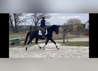 Trakehner, Ruin, 5 Jaar, 169 cm, Donkerbruin