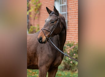 Trakehner, Ruin, 5 Jaar, 170 cm, Bruin