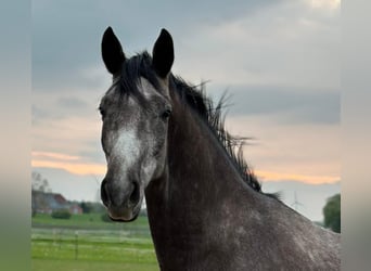 Trakehner, Ruin, 5 Jaar, 170 cm, Schimmel