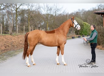 Trakehner, Ruin, 5 Jaar, 170 cm, Vos