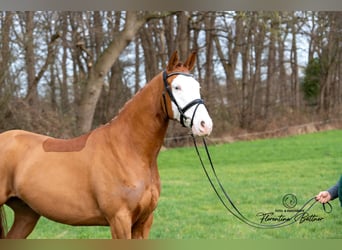 Trakehner, Ruin, 5 Jaar, 170 cm, Vos