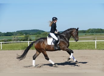 Trakehner, Ruin, 5 Jaar, 171 cm, Donkerbruin