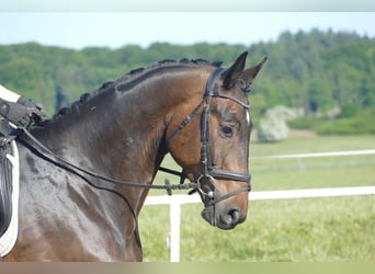 Trakehner, Ruin, 5 Jaar, 171 cm, Donkerbruin