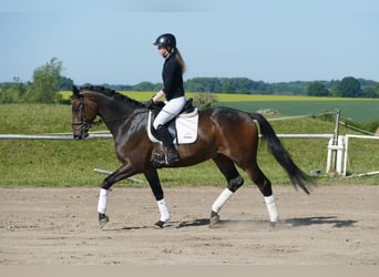 Trakehner, Ruin, 5 Jaar, 171 cm, Donkerbruin