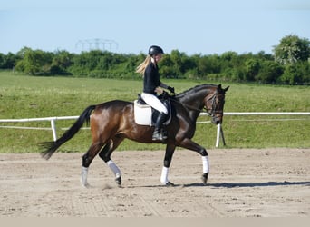 Trakehner, Ruin, 5 Jaar, 171 cm, Donkerbruin