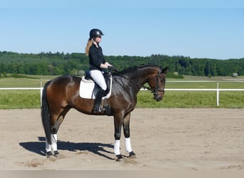 Trakehner, Ruin, 5 Jaar, 171 cm, Donkerbruin